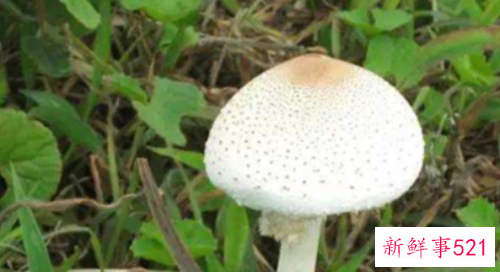 世界上最毒的十种蘑菇