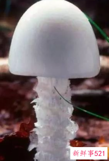 世界上最毒的十种蘑菇