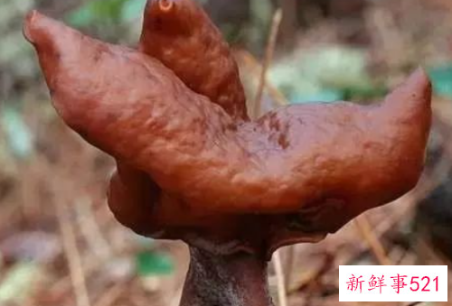 世界上最毒的十种蘑菇