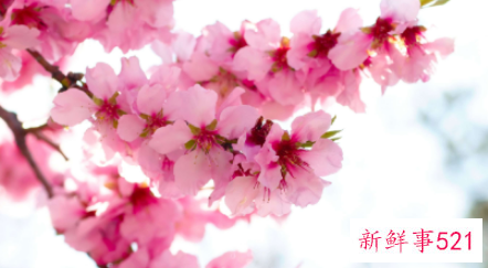 如何找到正桃花