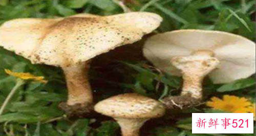 世界上最毒的十种蘑菇