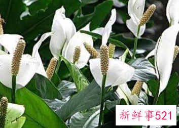 吉利好运花图片大全