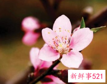 吉利好运花图片大全