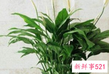 吉利好运花图片大全