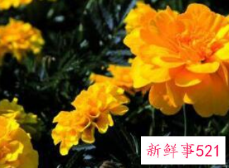 客厅宜养什么植物旺财