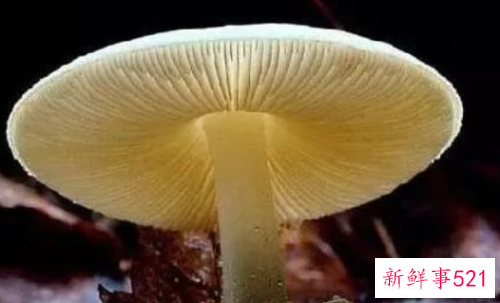 世界上最毒的十种蘑菇