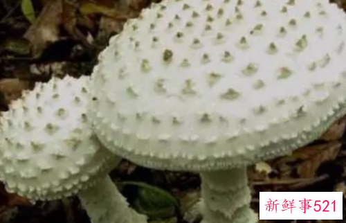 世界上最毒的十种蘑菇