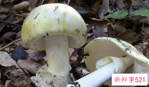 世界上最毒的十种蘑菇