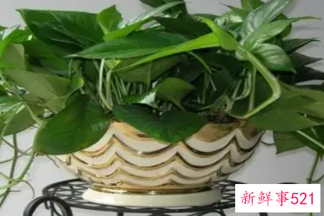 办公室大型植物的摆放有哪些风水禁忌