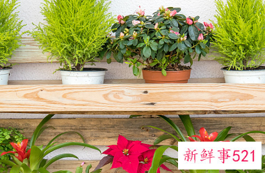 吉利好运花图片大全