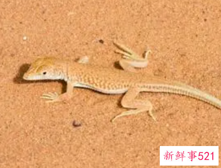 孕妇梦见壁虎是什么意思