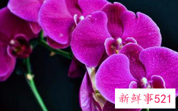 吉利好运花图片大全