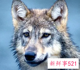 梦见土狼好不好