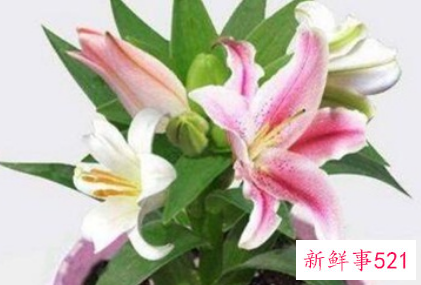 吉利好运花图片大全