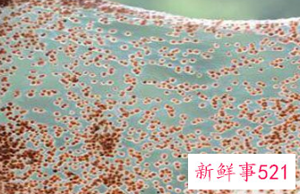 小颗粒海藻面膜用什么水调最好