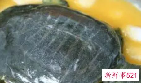 孕妇能吃甲鱼吗