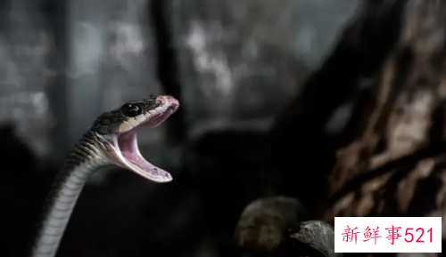 孕妇梦见黑色的小蛇是什么意思