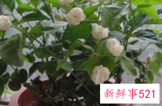 客厅宜养什么植物旺财