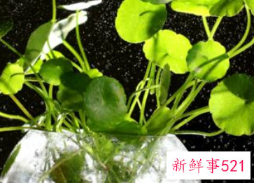 客厅宜养什么植物旺财
