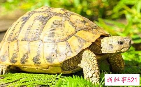 梦到大乌龟什么意思