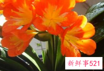 客厅宜养什么植物旺财