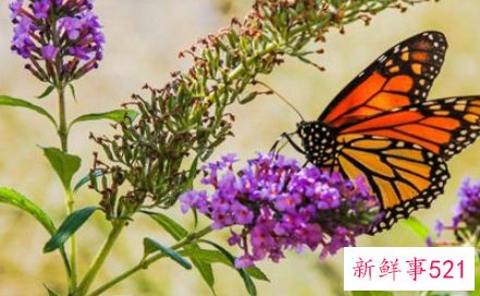 梦见蝴蝶在芍药花从里飞舞什么意思