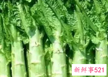 莴苣叶怎么吃功效最佳