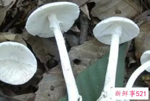 世界上最毒的十种蘑菇