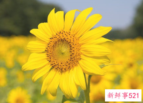 女人怎样才能走出老公出轨的阴影