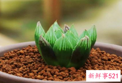 玉露叶子为什么干瘪