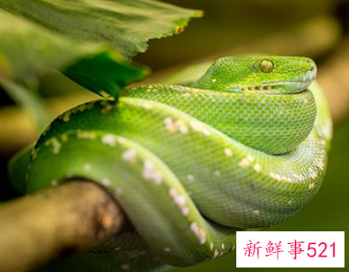 女人梦见蛇上身好不好