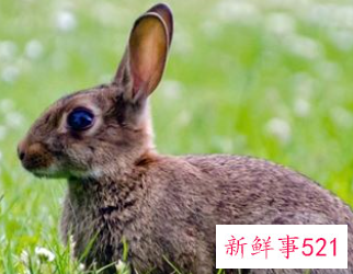 属兔的是什么性格