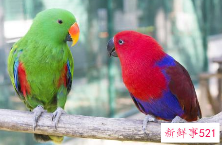 常见鹦鹉品种