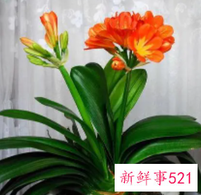 家里养什么花镇宅比较好