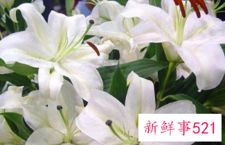 百合花的颜色有哪些寓意