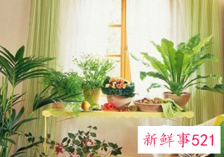 家里放文竹的好处