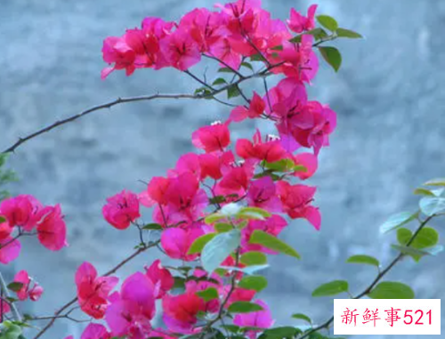 养殖三角梅烂根了怎么挽救