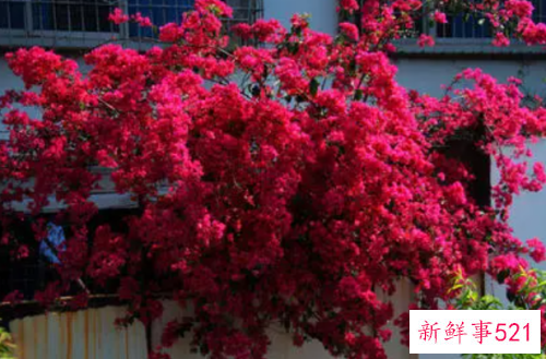 养殖三角梅烂根了怎么挽救