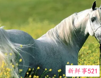 梦见白马是什么意思