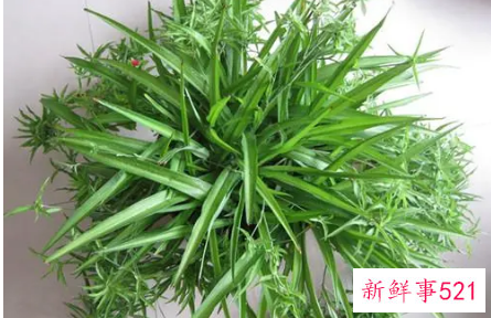 吊兰换盆如何剪根