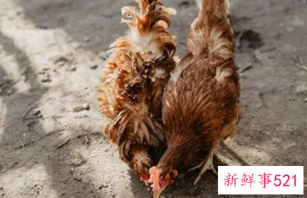 梦见打死一只鸡什么意思