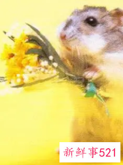 梦见老鼠在自己身上乱窜