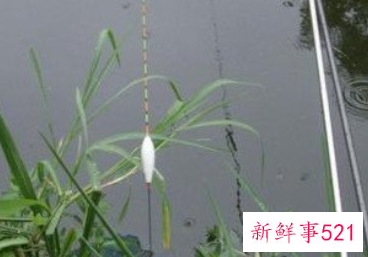 钓鱼的要领有哪些