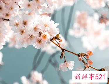 梦见满山桃花梨花好不好