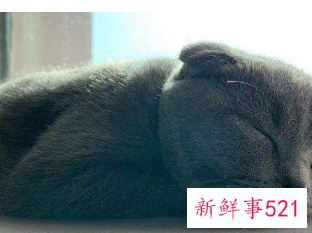 为什么不建议养蓝猫