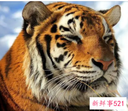 水虎命取名字忌讳偏旁