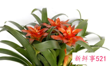 适合摆放在办公室的吉祥植物