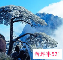 大雪压青松青松挺且直全诗