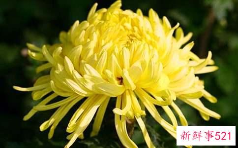 梦见黄菊花是什么意思