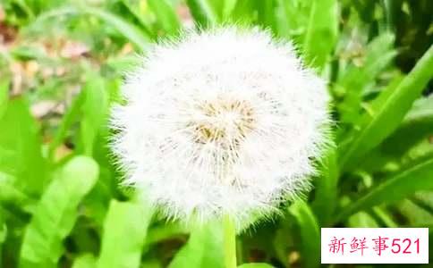 蒲公英的功效与作用及禁忌